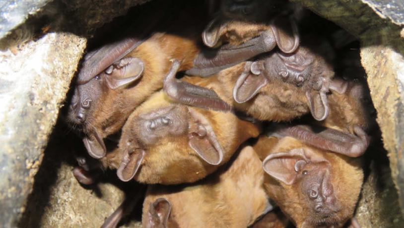 The common noctule