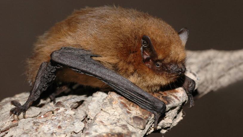 Soprano pipistrelle