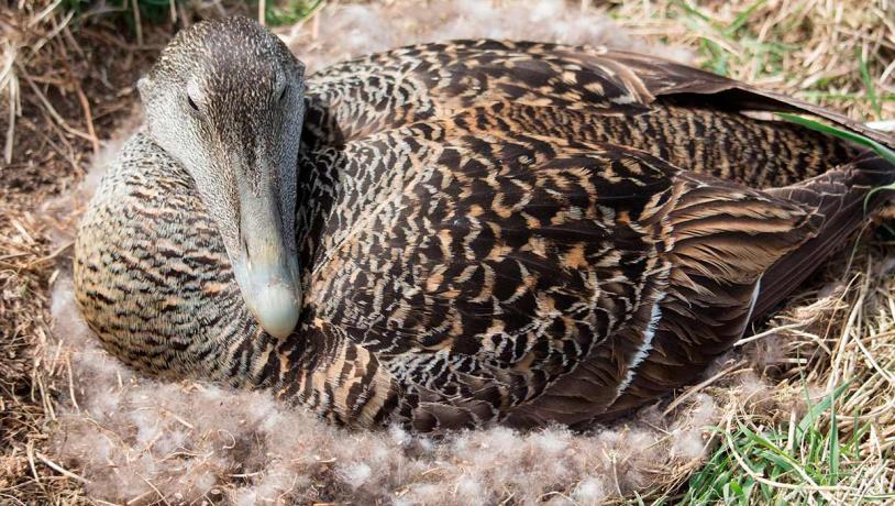 Common eider female on the nest