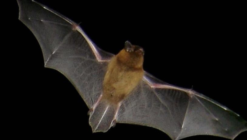 The common pipistrelle