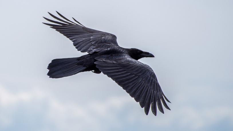 Raven in flight