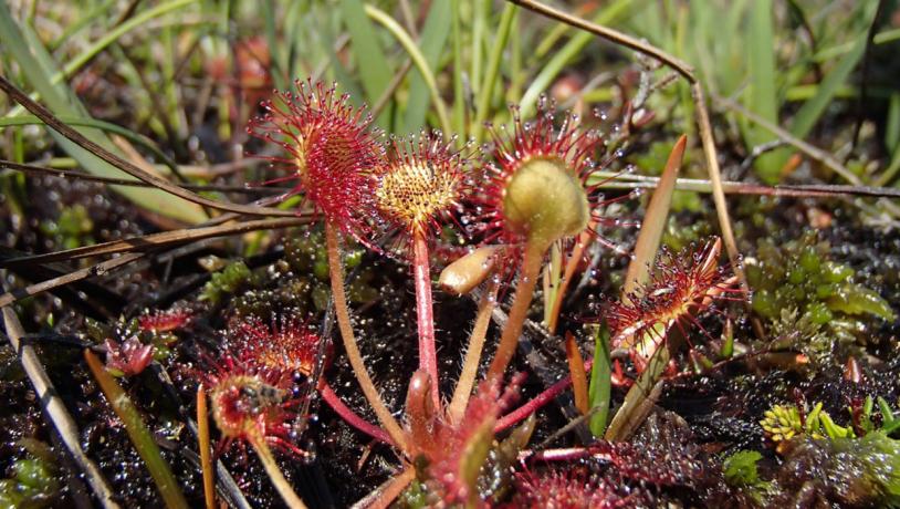 The round-leaved Sundew