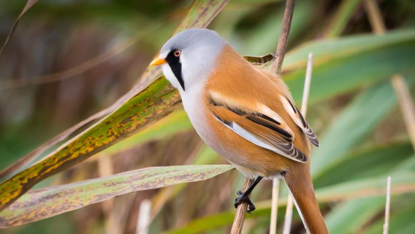 Bearded reedling