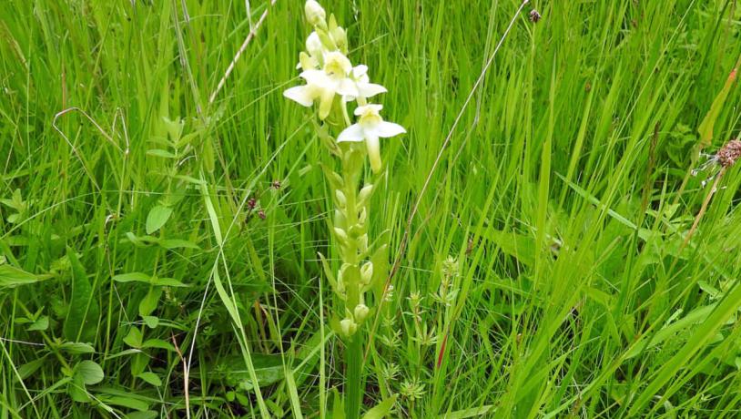 Greater butterfly-orchid