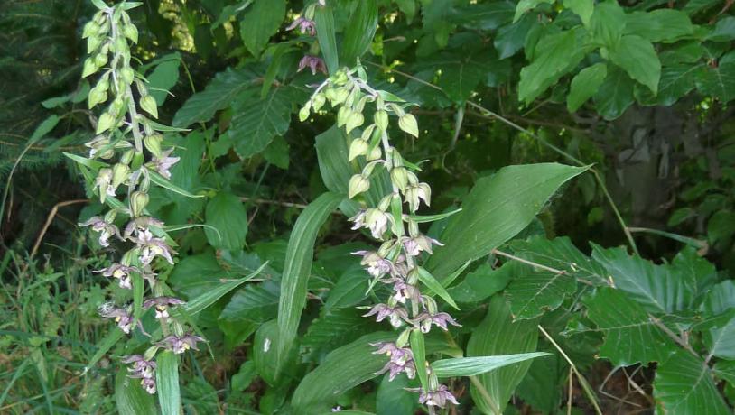 Broad-leaved helleborine