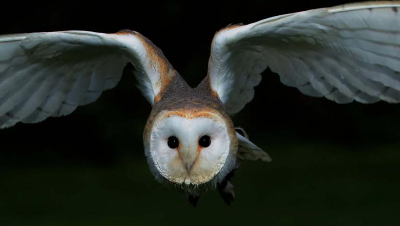 Barn owl