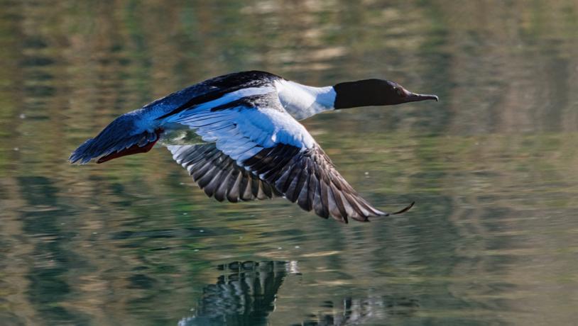 Common merganser, male