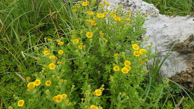 Common fleabane