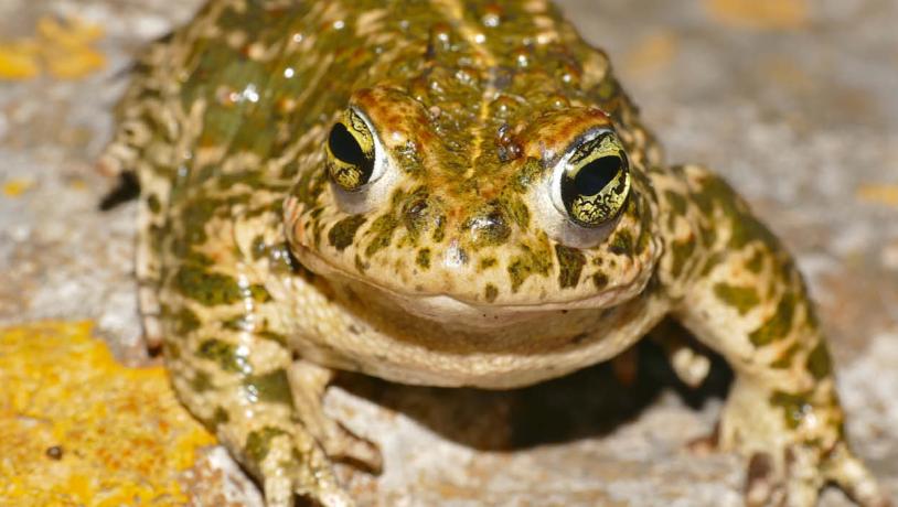 Natterjack toad