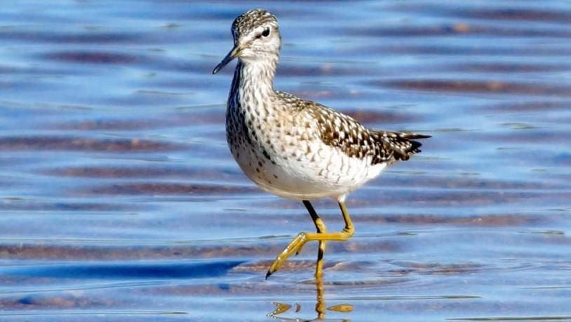 Wood sandpiper