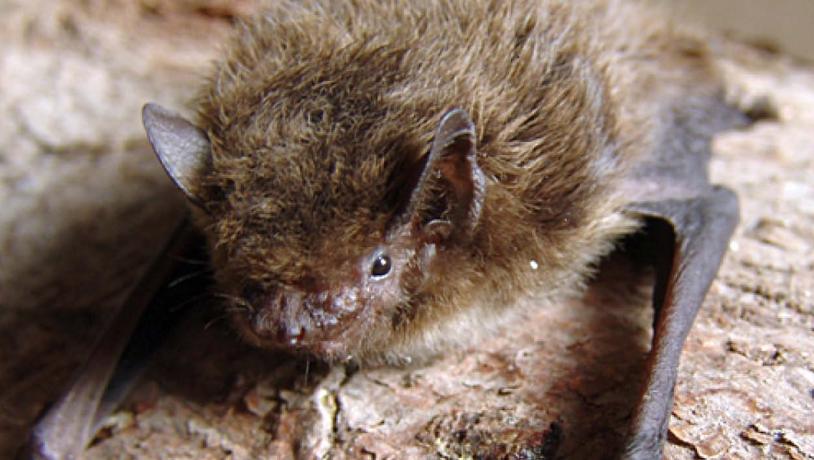 Nathusius' pipistrelle