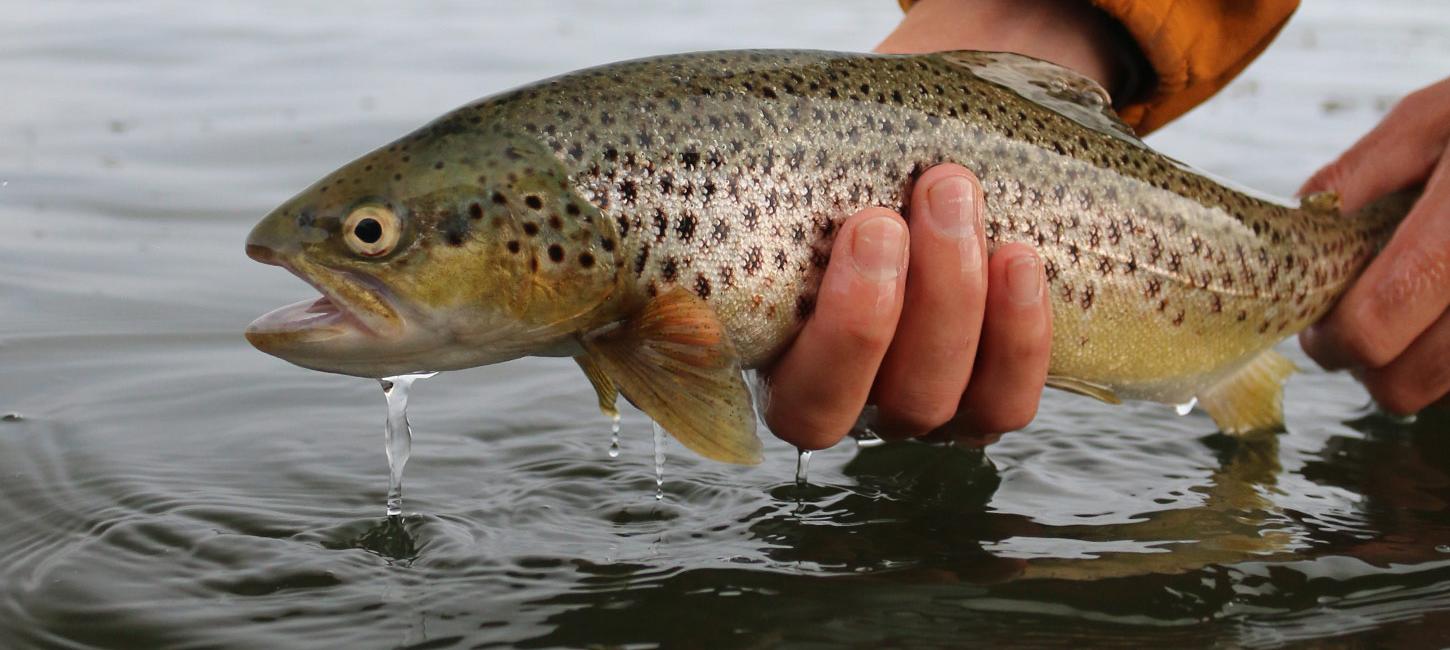 Angler hält Meerforelle über Wasser