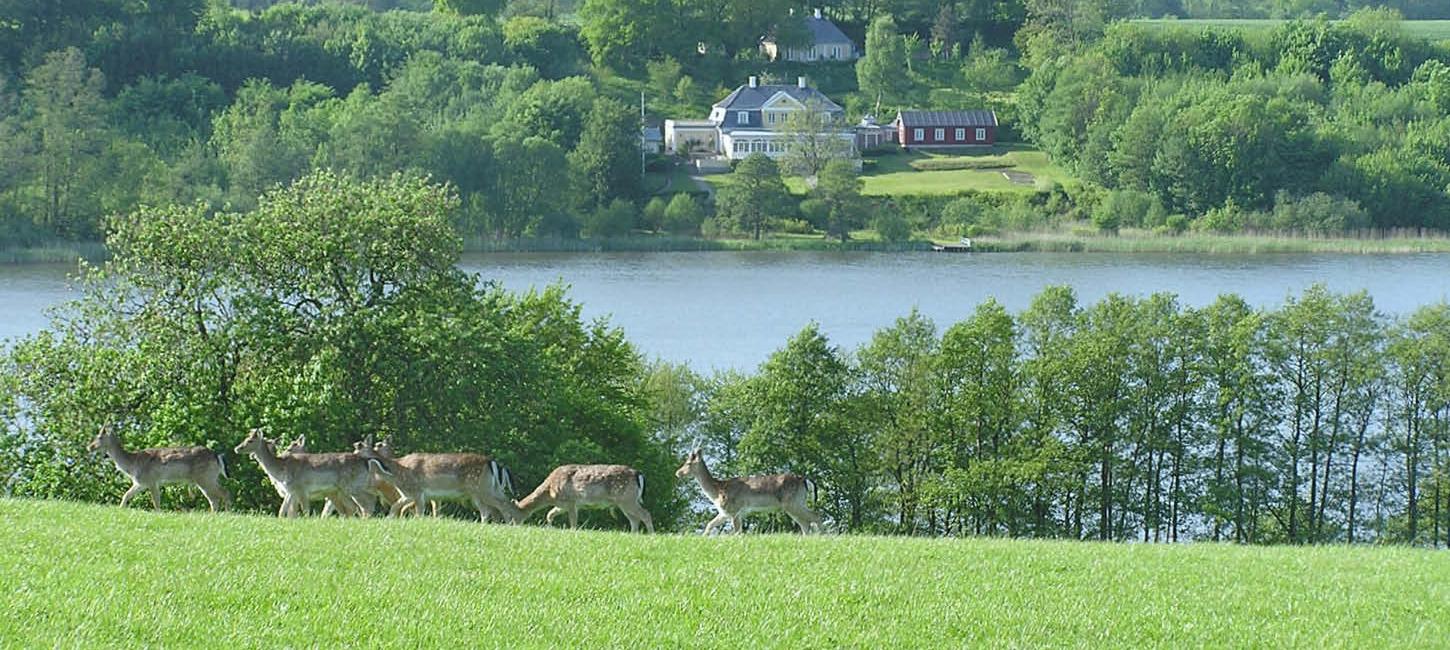 Vildt i Haderslev Dyrehave med Haderslev Dam i baggrunden