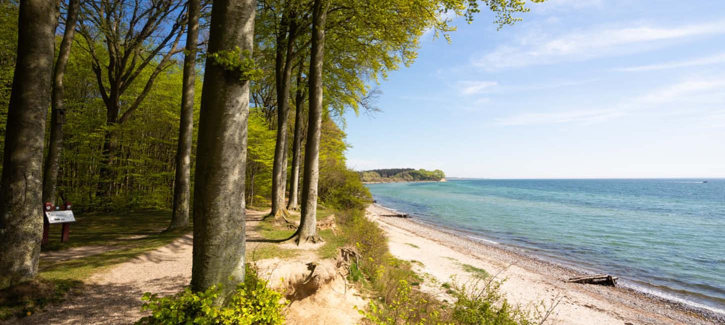 The forest, Sønderskoven Als near Sønderborg