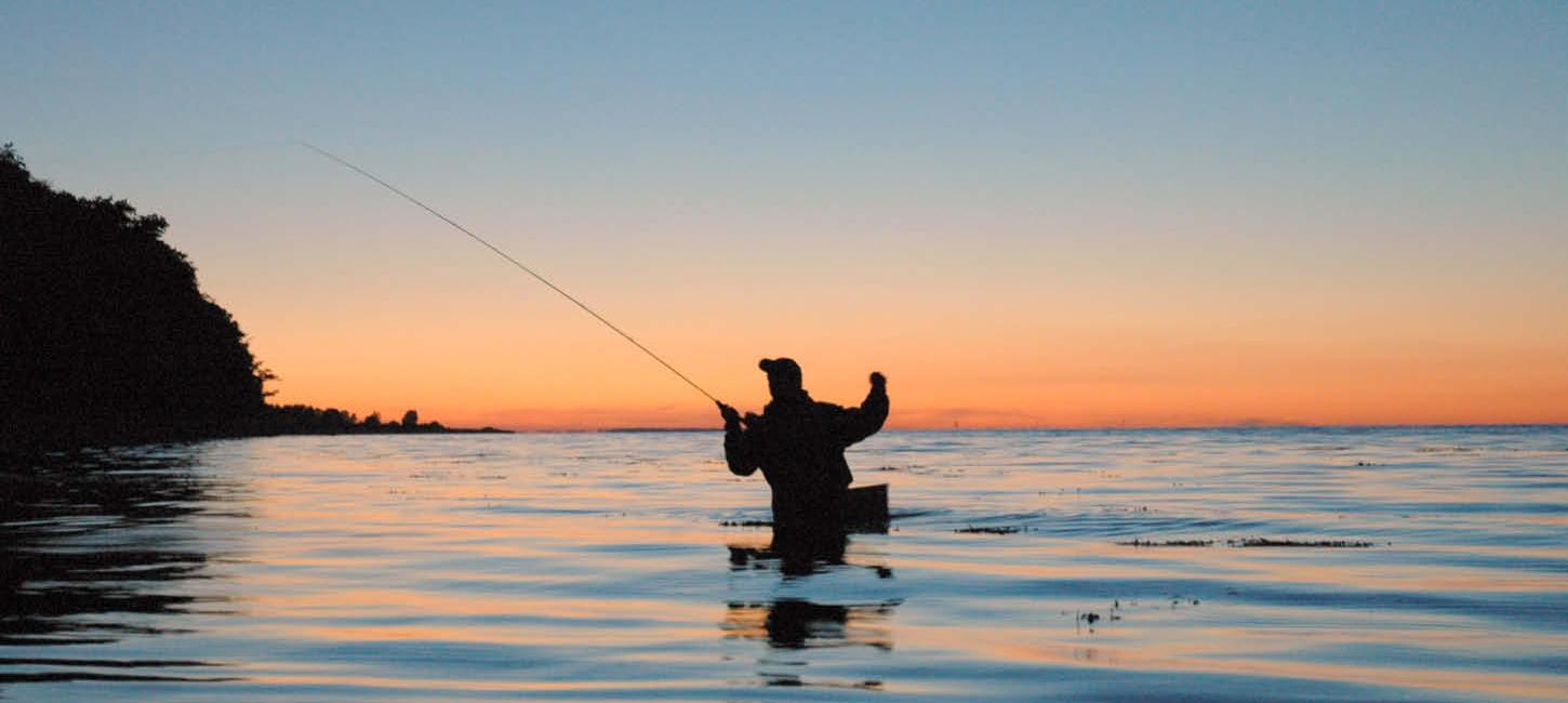 Fiskehejre ved vandløb i Nørreskoven