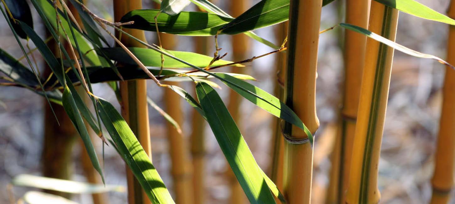 Yellow bamboo