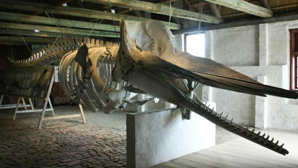 Kaskelothval på Nationalmuseets Kommandørgård på Rømø