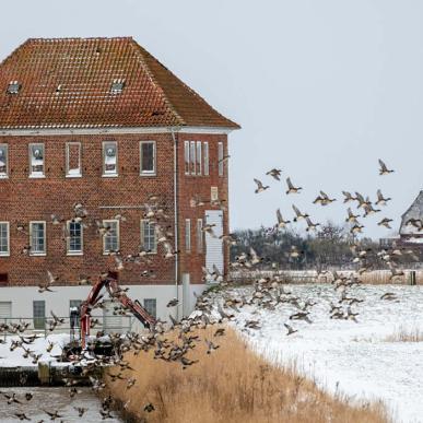 Vinter i marsken, med sne på marken og fugle der flyver